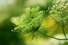 Image result for Apiaceae