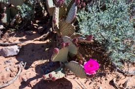 I need to change something up on my peace lillies though bc they are getting some yellow leaves on the bottom. Free Images Spiky Cactus Leaf Dry Soil Botany Cacti Flora Plants Hot Thorns Nevada Flowering Plant Prickly Pear Valley Of Fire Lake Mead Desert Flower Land Plant 6016x4000 979572