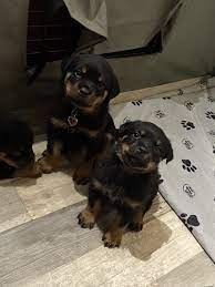 Share it or review it. Rottweiler Puppies For Sale Cannon Falls Mn 346302