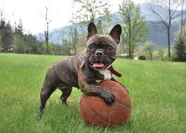 This is an affectionate, stable and intelligent dog that can be stubborn. Why Is The French Bulldog Dog Breed So Popular