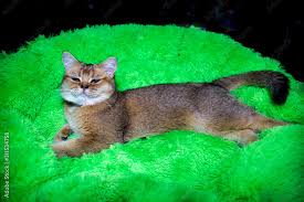 نتیجه جستجوی لغت [impressively] در گوگل