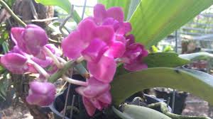 Trước khi lên tiếng, lan ngọc được người hâm mộ minh oan. Lan Ngá»c Ä'iá»m Thai