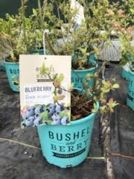 We recommend using organic, slow release fertilizers. Blueberry Pink Icing Parrans Greenhouse