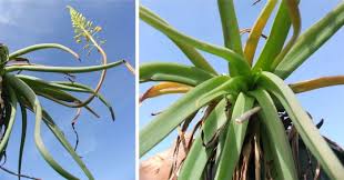 Image result for Bulbine favosa