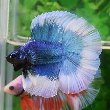 Brilliant Blue White Full Moon Double Tail Male Halfmoon Betta Imported Betta Halfmoon Betta Betta Fish