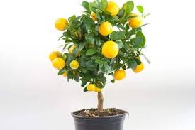 Organic fertilizers originate from natural biologic matter, such as manure, wormwood, compost, seaweed, or natural mineral deposits like saltpeter and guano. 8 Best Fertilizers For Citrus Trees Organic Synthetic Reviews Gardenine
