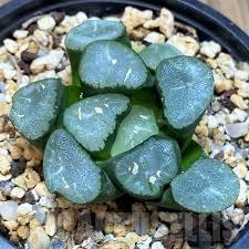 Image result for Trochomeria hookeri