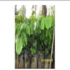 Image result for Afrostyrax lepidophyllus
