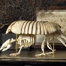 Objet De Curiosite Anatomie Skelette Tiere