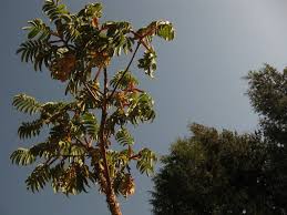 Image result for Hagenia abyssinica