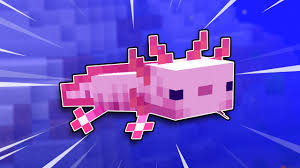 As part of the minecraft 1.17 caves & cliffs update, the they come in five different colors, but the blue ones are extremely rare. Minecraft Axolotl How To Tame Axolotls Pcgamesn
