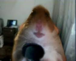 Hamster looking at camera meme compilation please subscribe, share, like and comment. Create Meme Hamster Meme 2019 A Hamster Who Is Looking At The Camera Hamster Meme Pictures Meme Arsenal Com