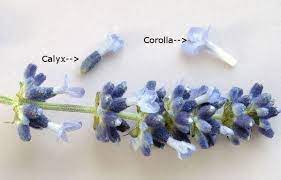 Lavandula Structure Of Flower Anatomy Structure Of Lavender Flower Showing Calyx And Corolla Lavender Plant Plant Structure Plant Identification