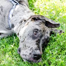 Black And Grey Spotted Dog Great Dane Dog Merelle Grey With Black Spots Laying In Grass Great Dane Dog Merelle Grey With Black Spots With Blurre In 2020 Grey Great Dane Great Dane Dogs Dane Dog