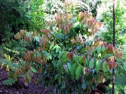 Image result for Cleistanthus