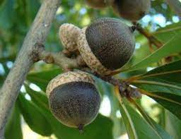 Acorns are the fruit of the oak tree. Black Oak