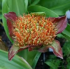 Image result for Sclerochiton hirsutus