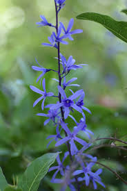 Image result for Petrea volubilis