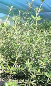 Image result for Xerophyta kirkii