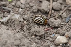 Garden pest control is a constant battle in an organic garden but your body (and the environment) will thank you! Getting Rid Of Potato Bugs How To Kill Colorado Potato Beetles All Facts Plantopedia