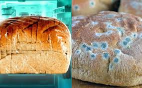 Đéo được phép đi mua. 11 Sá»± Tháº­t Vá» Banh Mi Khong Pháº£i Ai CÅ©ng Biáº¿t Sá»' 7 La Mon Qua
