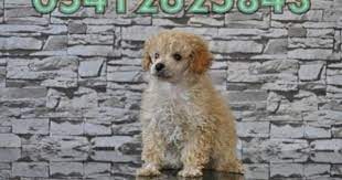 toy poodle yavru fiyatlari 05412625843 poodle oyuncak kanis kopek