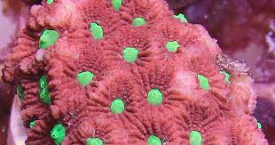 Welcome To Saltyunderground Coral Green Livestock
