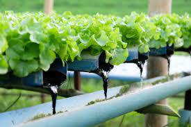 Food for Thought | Hydroponics: Getting to the Root of the Myths