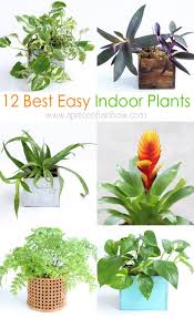 Its leaves look similar to its namesake. 12 Best Air Purifying Indoor Plants You Won T Kill A Piece Of Rainbow
