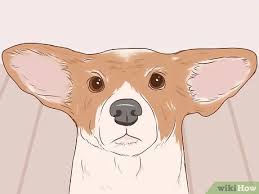 Over time, after watching you push the. How To Communicate With Your Dog With Pictures Wikihow