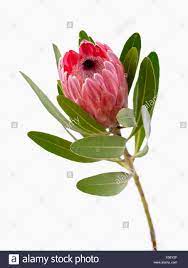Protea Neriifolia X Susannae Pink Ice Single Flower On Leafy Stem Against A White Background Stock Photo 278 Flowers Photography Protea Flower Single Flower