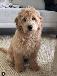 How to groom your sheepadoodle at home tips for success. Mini English Goldendoodle Puppy Idaho Power Goldens