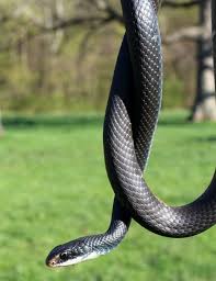 Check spelling or type a new query. Blue Racer Snake Breed Profile Facts Speed Pictures Care Everything Reptiles