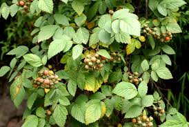 Image result for Rubus pinnatus
