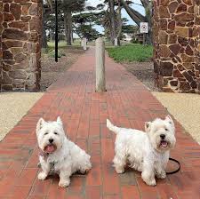 More Pics Of Me And My Brother Jojo Overweight Pet Dogs West Highland White Terrier