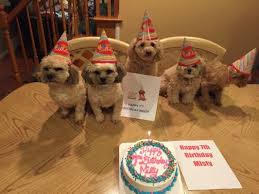An apple a day keeps the doctor away. Your Dog S Birthday Photos Newsday