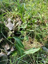 Image result for Epipactis africana