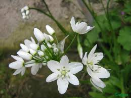 Ma qual è il significato dei fiori bianchi? Fiori Bianchi Aprile