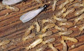 Expert recommended top 3 pest control companies in abilene, texas. Sure Shot Pest Control 30835 Trinket Dr Spring Tx 77386 832 640 5182
