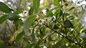 Only the races held during the month of march are prsented here. Sassafras Flowers
