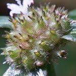 Image result for Spermacoce kirkii