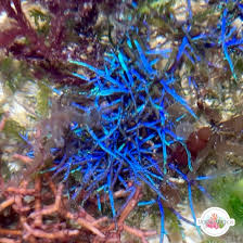 Image result for Ochna cyanophylla