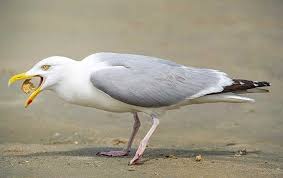 Image result for seagull