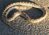 The sonoran gopher snakes generally do not bite, but if not yet tame they will hiss loudly and squirm a lot until tamed with gentle handling. Pituophis Catenifer Affinis Wikipedia