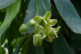 Image result for Brexia madagascariensis