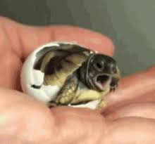 More ideas for you pinterest. Turtle Turtle Gifs Tenor