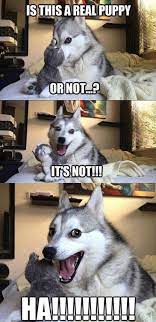 Pun Dog Know Your Meme