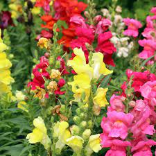 Zodiac Seed Packet Scorpio Sow True Seed
