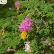 Image result for Dichrostachys