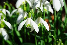 5% coupon applied at checkout. White And Green Snowdrop Flowers Close Up Photography Free Stock Photo